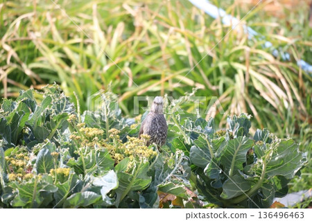 A brown-eared bulbul came to peck at broccoli leaves A brown-eared bulbul came to peck at broccoli leaves 136496463