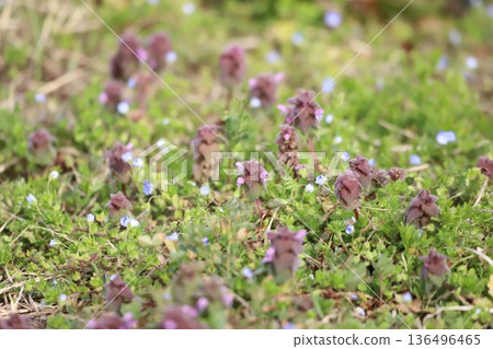 春季野花: Lamium purpureum 和 Veronica persica 春季野花: Lamium purpureum 和 Veronica persica 136496465