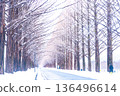 Metasequoia Tree Line Winter Scenery 136496614