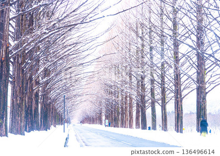 Metasequoia Tree Line Winter Scenery Metasequoia Tree Line Winter Scenery 136496614