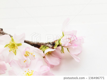 Keirin櫻桃樹特寫鏡頭 136496771