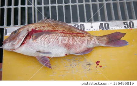 Red sea bream Red sea bream 136496819
