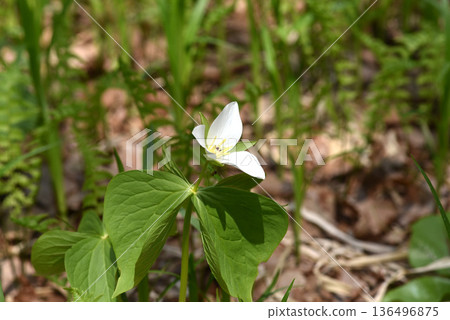 A single white flower of the giant trillium blooms in the spring sunshine. 136496875