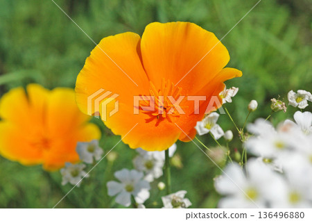 A close-up of a bright orange California poppy A close-up of a bright orange California poppy 136496880