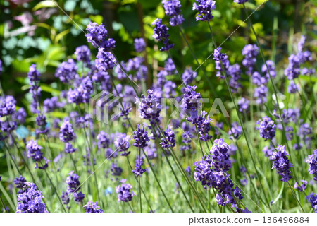 Close-up of lavender flowers blooming in the garden Close-up of lavender flowers blooming in the garden 136496884