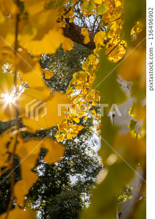 Ginkgo leaves have turned yellow Ginkgo leaves have turned yellow 136496902