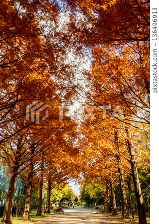Metasequoia tree lined with autumn leaves Metasequoia tree lined with autumn leaves 136496913