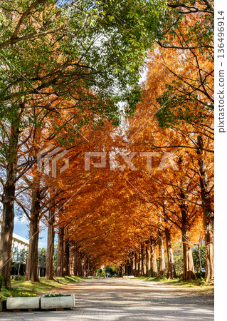 Autumn leaves Metasequoia row of trees Autumn leaves Metasequoia row of trees 136496914
