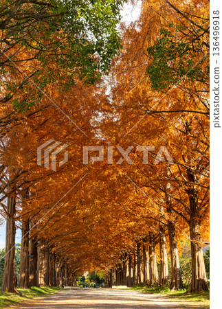 Metasequoia tree lined with autumn leaves 136496918