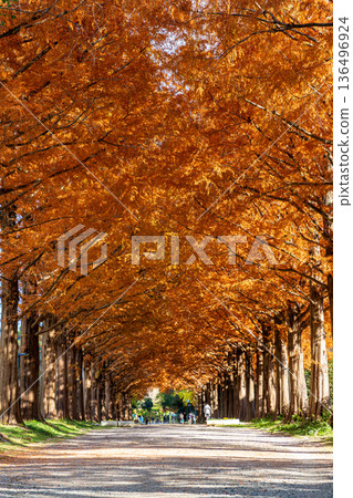 Autumn leaves of metasequoia Autumn leaves of metasequoia 136496924