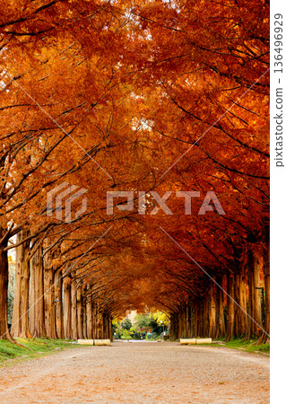 The autumnal leaves of Metasequoia The autumnal leaves of Metasequoia 136496929