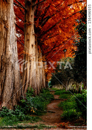 Autumnal metasequoia tree-lined roads and back streets Autumnal metasequoia tree-lined roads and back streets 136496935