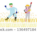 An elderly couple harvesting wheat. 136497184