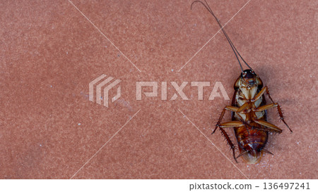A cockroach lying on its back on the red tile floor. A comfortable sleeping position, or to trick the enemy into believing one is dead. 136497241