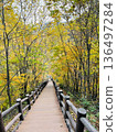 穿過秋葉森林的步行小徑 136497284