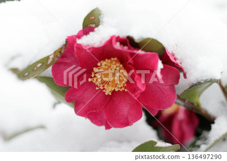 Camellia flowers covered in snow | Winter camellia close-up - Natural material of red flowers and white snow 136497290