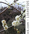 white plum blossom 136497305