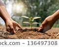 A close-up shot of hands nurturing a new tree, symbolizing the global effort to absorb CO2, fight climate change, and expand green spaces for a sustainable future 136497308