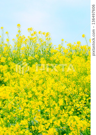 Rape blossoms in full bloom | Vertical composition Rape blossoms in full bloom | Vertical composition 136497606