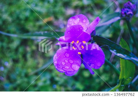 雨中的紫色花朵 136497762
