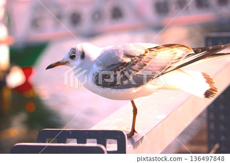 seagull 136497848