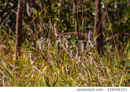Natural Walking Path with Rocks and Wildflowers in a Lush Forest Natural Walking Path with Rocks and Wildflowers in a Lush Forest 136498101