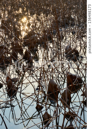 Winter silence: The silhouette of a withered lotus and the light of the setting sun reflected on the water surface Winter silence: The silhouette of a withered lotus and the light of the setting sun reflected on the water surface 136498173