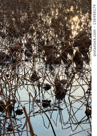Winter silence: The silhouette of a withered lotus and the light of the setting sun reflected on the water surface Winter silence: The silhouette of a withered lotus and the light of the setting sun reflected on the water surface 136498174