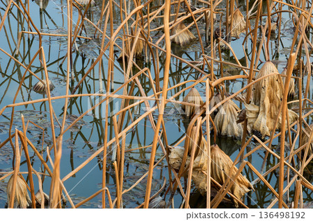The abstract beauty of a lotus pond in winter: A cinematic background created by the deep shadows on the water surface and the brown leaves, finished with a low-key effect The abstract beauty of a lotus pond in winter: A cinematic background created by the deep shadows on the water surface and the brown leaves, finished with a low-key effect 136498192