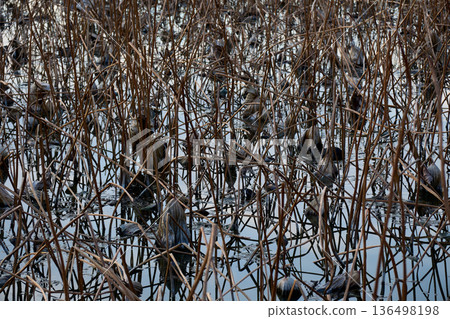 Abstract background material highlighting the beauty of the tranquil winter lotus pond and decaying lotus flowers Abstract background material highlighting the beauty of the tranquil winter lotus pond and decaying lotus flowers 136498198