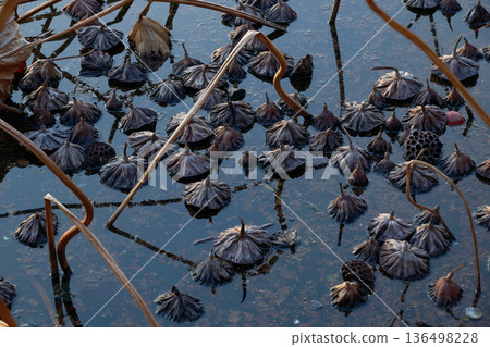 抽象的自然美:冬日荷塘中荷花的圖案與深沉的色彩 抽象的自然美:冬日荷塘中荷花的圖案與深沉的色彩 136498228