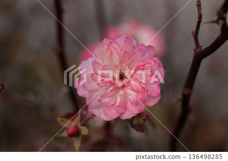 A slightly withered pink rose | Close-up of a natural garden rose, time-lapse plant material A slightly withered pink rose | Close-up of a natural garden rose, time-lapse plant material 136498285