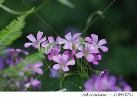 Pink purple wood sorrel flowers among greenery 136498795