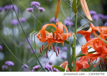 Orange lily flower 136498799