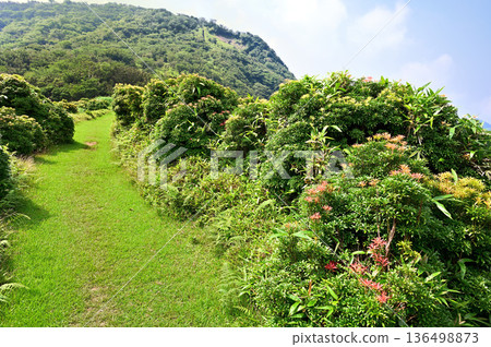 Izuyama Ridge Trail on the Izu Peninsula: A traverse path through the colorful andromeda flowers of Mount Kodaruma 136498873
