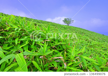Izu Peninsula, Izu Mountain Ridge Trail in Summer, Trees Standing in the Grassland of Mount Daruma 136499076