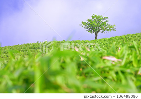 Izu Peninsula, Izu Mountain Ridge Trail in Summer, Trees Standing in the Grassland of Mount Daruma 136499080