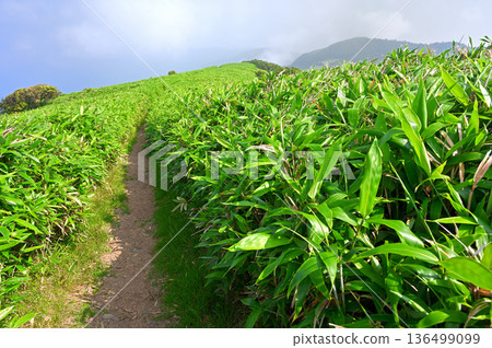 Izu Peninsula - Summer Izuyama Ridge Trail - Ridge path drawn in the bamboo grass of Mount Daruma Izu Peninsula - Summer Izuyama Ridge Trail - Ridge path drawn in the bamboo grass of Mount Daruma 136499099