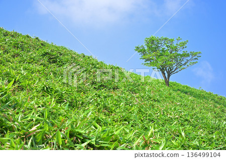 Izu Peninsula, summer, Izu Mountain Ridge Trail, Darumayama, grassland, trees Izu Peninsula, summer, Izu Mountain Ridge Trail, Darumayama, grassland, trees 136499104