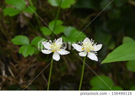 Two flowers bloom side by side at Shinshu Tsugaike Natural Park, and the alpine plant Mitsubaouren has beautiful white petal-like sepals. Two flowers bloom side by side at Shinshu Tsugaike Natural Park, and the alpine plant Mitsubaouren has beautiful white petal-like sepals. 136499116