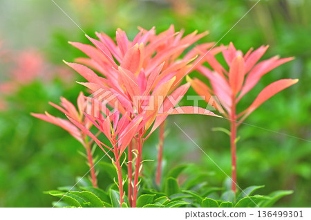 伊豆半島伊豆山脊步道，金冠山，夏日紅葉仙人掌（日本仙人掌） 136499301