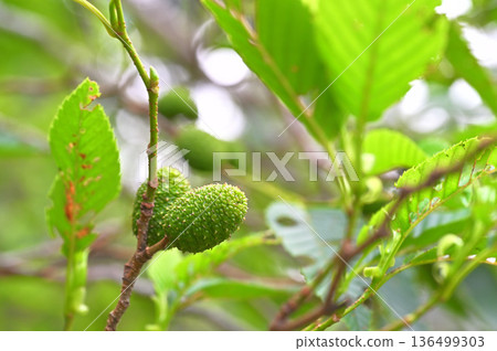 伊豆半島伊豆山脊步道、金冠山、榿木果 伊豆半島伊豆山脊步道、金冠山、榿木果 136499303