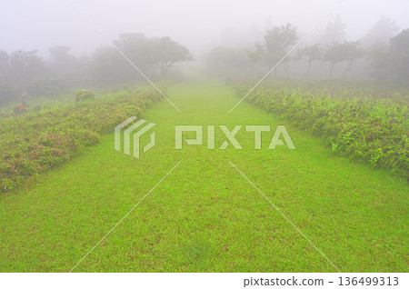 伊豆半島金冠山、伊豆山脊步道和達摩山高原的夏季山霧 136499313