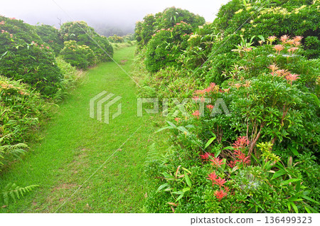 伊豆半島伊豆山脊步道:雲霧繚繞的小達摩山;綠意盎然的健行小徑,兩旁長滿了日本仙人掌 伊豆半島伊豆山脊步道:雲霧繚繞的小達摩山;綠意盎然的健行小徑,兩旁長滿了日本仙人掌 136499323