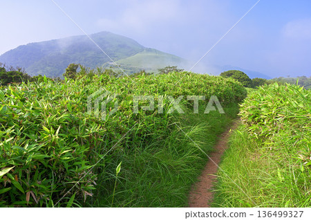 Izuyama Ridge Trail on the Izu Peninsula: Mt. Daruma clearing from the summer bamboo grass of Mt. Kodaruma Izuyama Ridge Trail on the Izu Peninsula: Mt. Daruma clearing from the summer bamboo grass of Mt. Kodaruma 136499327