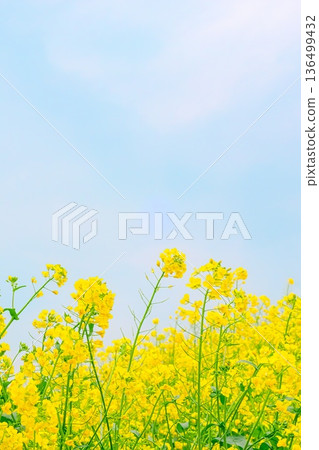 盛開的油菜花與清爽的藍天 | 豎幅構圖 136499432