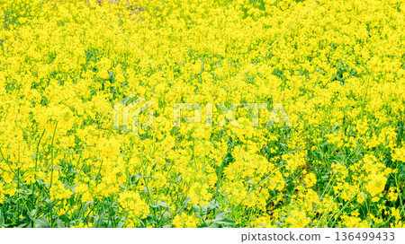 油菜花田正值盛花期｜16:9 136499433