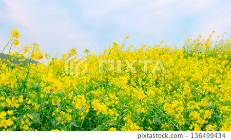盛開的油菜花田,湛藍的天空 | 16:9 盛開的油菜花田,湛藍的天空 | 16:9 136499434