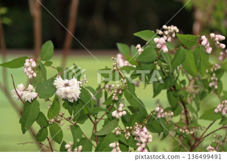 Double-flowered Sarasa Tsugi (Sarasaurus serrata) flowers 136499491