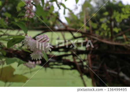 重瓣沙羅樹(Sarasaurus serrata)花 重瓣沙羅樹(Sarasaurus serrata)花 136499495